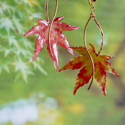 【本物紅葉】そよ風感じる紅葉✴︎赤〜ピアス・イヤリング〜 1枚目の画像