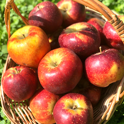 果樹園自家製アップルパイ　安心安全に配慮した栽培のりんご使用 2枚目の画像