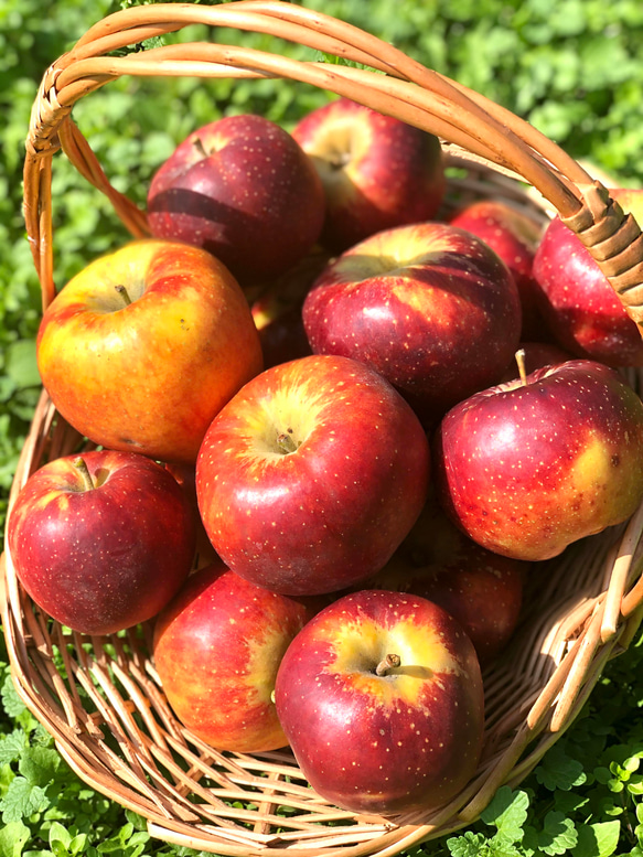 果樹園自家製アップルパイ　安心安全に配慮した栽培のりんご使用 2枚目の画像
