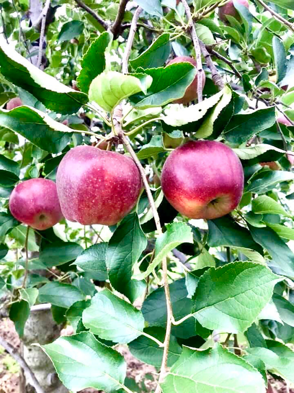 果樹園自家製アップルパイ　安心安全に配慮した栽培のりんご使用 5枚目の画像