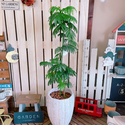 現品のみ♡オシャレなグリーン【エバーフレッシュ】人気の観葉植物