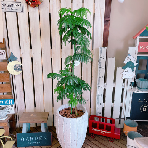 現品のみ♡オシャレなグリーン【エバーフレッシュ】人気の観葉植物