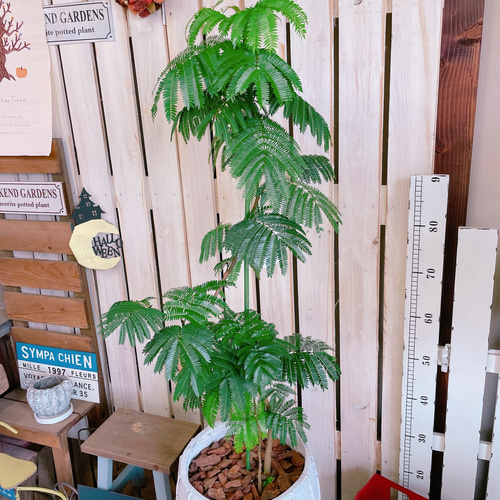 現品のみ♡オシャレなグリーン【エバーフレッシュ】人気の観葉植物