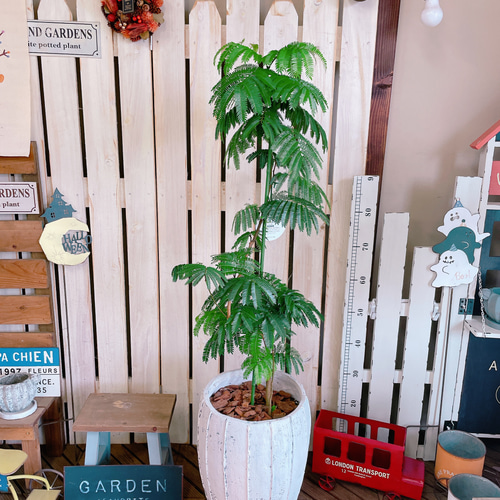 現品のみ♡オシャレなグリーン【エバーフレッシュ】人気の観葉植物