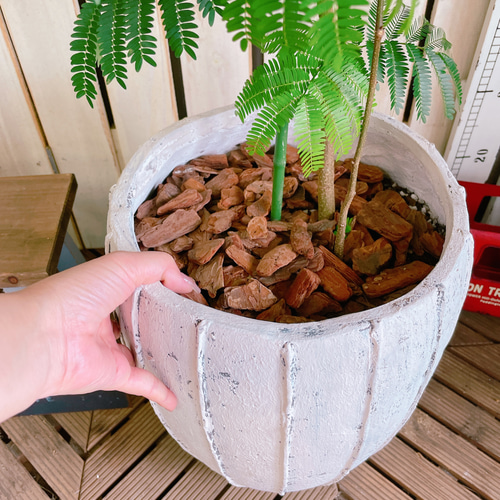 現品のみ♡オシャレなグリーン【エバーフレッシュ】人気の観葉植物
