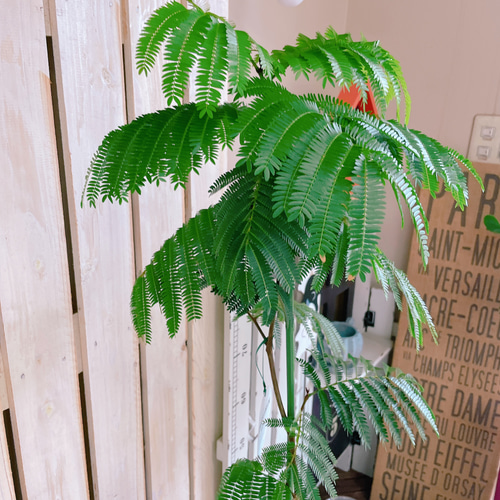 現品のみ♡オシャレなグリーン【エバーフレッシュ】人気の観葉植物