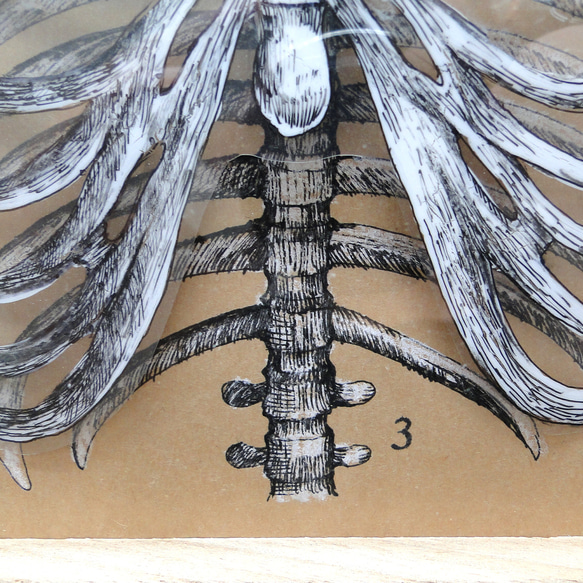 立体的な肋骨の絵画 骨格標本  アート 原画 アクリルフレーム 理科 科学 ペン画 3枚目の画像
