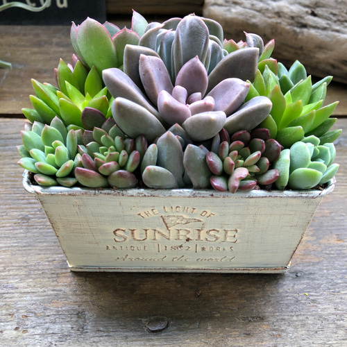 モリモリ大集合💕みんな素敵に寄せ植え「多肉の寄せ植え