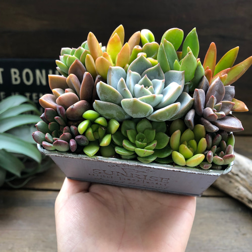 ★多肉植物　寄せ植え〜ブリキピック寄せ〜そのまま飾れます(*≧∀≦*)★ ☆多肉植物 寄せ植え〜ブリキピック寄せ〜そのまま飾れます(*≧∀