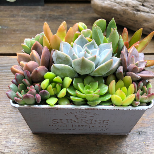 ブリキ鉢の多肉寄せ植え♡多肉植物♡可愛い♡もりもり アートフラワー