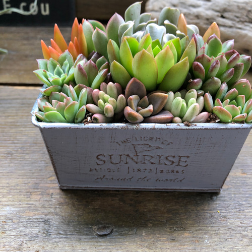 ブリキ鉢の多肉寄せ植え♡多肉植物♡可愛い♡もりもり アートフラワー