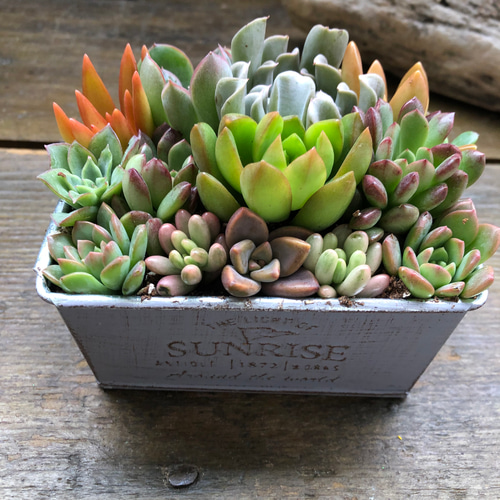 ブリキ鉢の多肉寄せ植え♡多肉植物♡可愛い♡もりもり アートフラワー