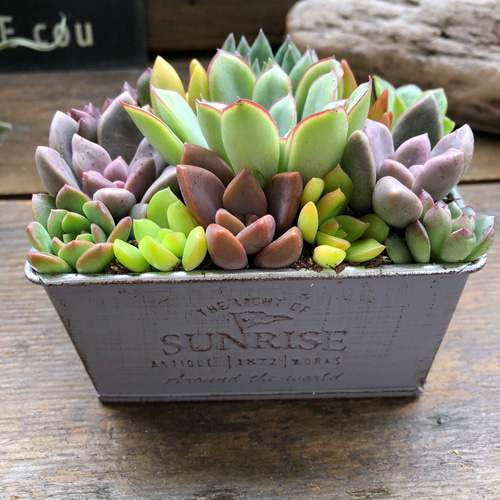 ブリキ鉢の多肉寄せ植え♡多肉植物♡可愛い♡もりもり アート
