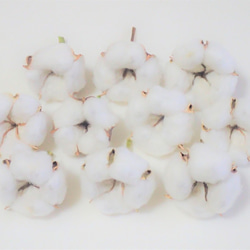 「 綿花 」 白綿 10個 ドライフラワー　　ツリー リース 素材 花材 コットンフラワー 1枚目の画像