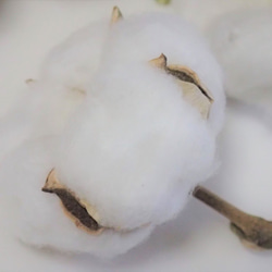 「 綿花 」 白綿 10個 ドライフラワー　　ツリー リース 素材 花材 コットンフラワー 2枚目の画像