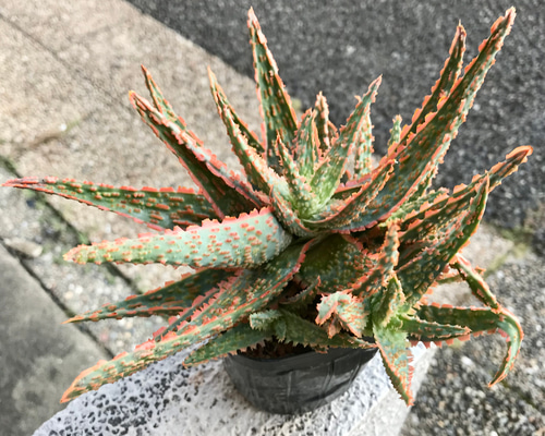 フラミンゴ【アロエ】ハイブリッド Aloe hybrid ‘flamingo’