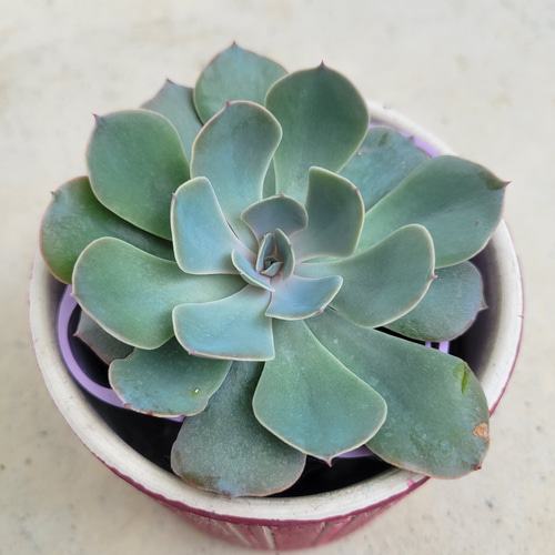 多肉植物❤ブルーフリルズ❤抜き苗 その他インテリア雑貨 ✰Pan✰ 通販