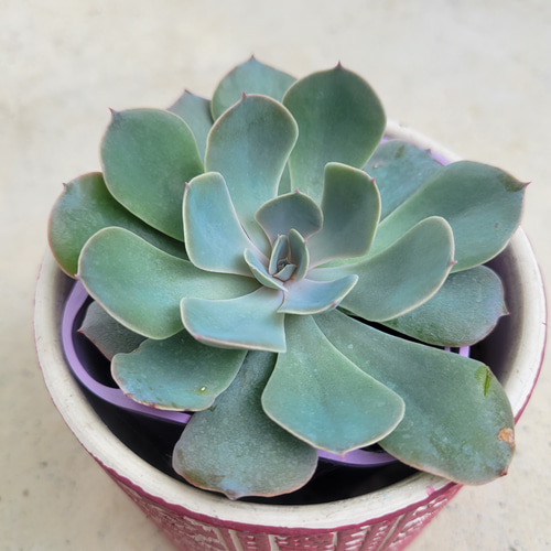 多肉植物❤ブルーフリルズ❤抜き苗 その他インテリア雑貨 ✰Pan