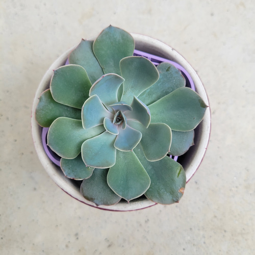 多肉植物❤ブルーフリルズ❤抜き苗 その他インテリア雑貨 ✰Pan✰ 通販