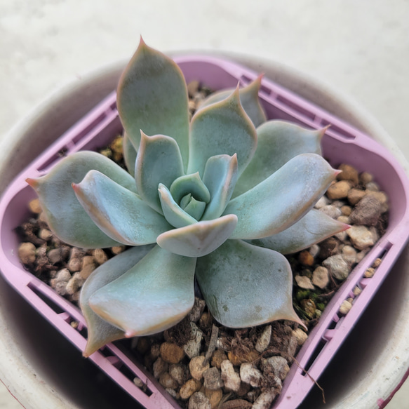 多肉植物❤リリアン❤抜き苗 1枚目の画像