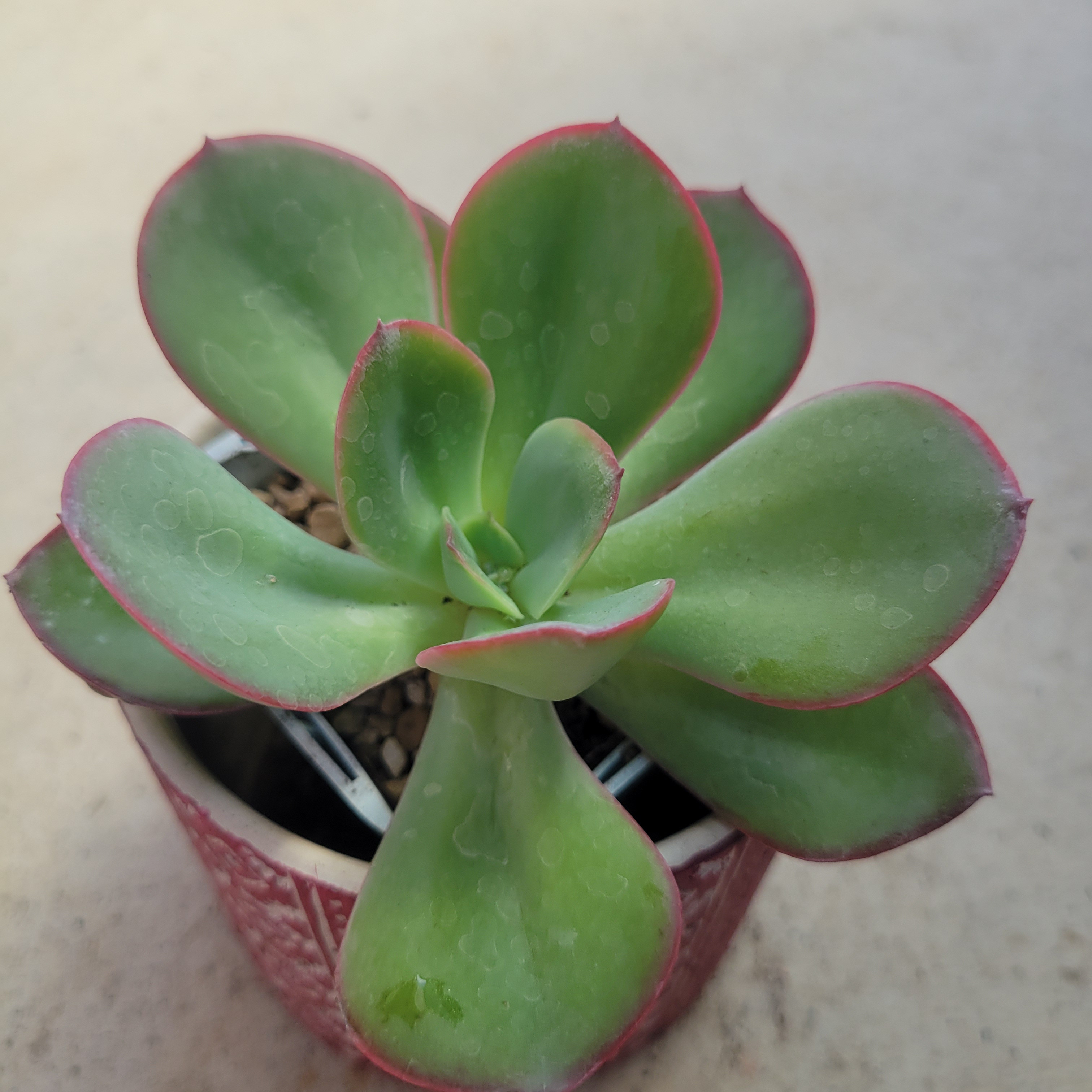 多肉植物❤ギガンティア❤抜き苗 その他インテリア雑貨 ✰Pan✰ 通販 