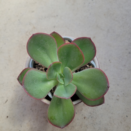 多肉植物❤ギガンティア❤抜き苗 その他インテリア雑貨 ✰Pan✰ 通販 