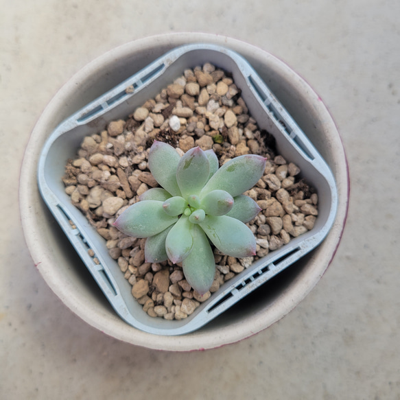 多肉植物❤エンジェルフィンガー❤抜き苗 2枚目の画像