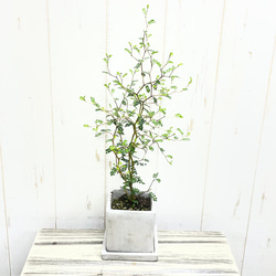幹極太 オリーブの木 ルッカ SOUJU 8号 その他インテリア雑貨 PLANTS