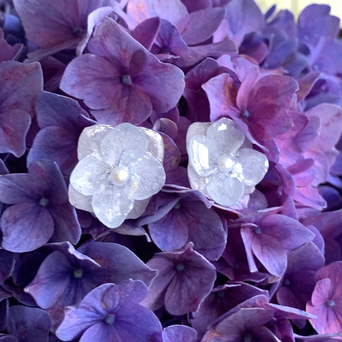 本物紫陽花ピアス・イヤリング