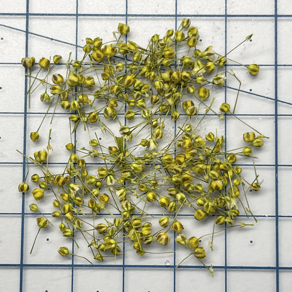 TUBOMI　Aイエロー　かすみ草　ドライフラワー  蕾　黄色　花材 3枚目の画像