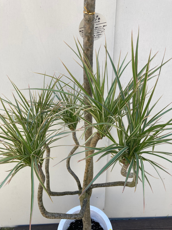 ☆再入荷☆ドラセナ　コンシンネ　龍造り＊観葉植物 14枚目の画像