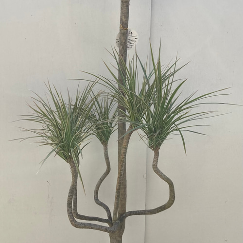 ☆再入荷☆ドラセナ コンシンネ 龍造り＊観葉植物 アートフラワー