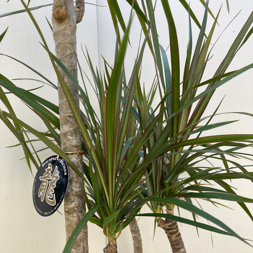 ☆再入荷☆ドラセナ コンシンネ 龍造り＊観葉植物 アートフラワー