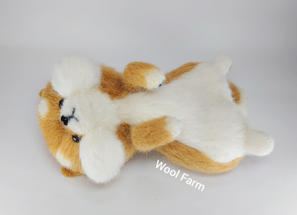 へそ天柴犬　～Wool Farm～　羊毛フェルト 4枚目の画像