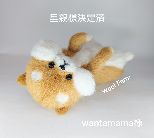 へそ天柴犬　～Wool Farm～　羊毛フェルト 1枚目の画像