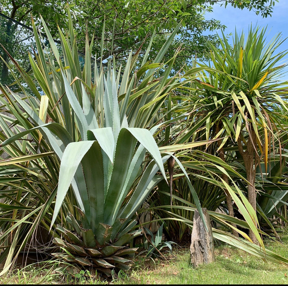 ✢from 九十九里浜✢ 南国リゾート/ 大型種 南国植物 アガベ⑪/ 青の竜舌蘭（子苗） 1枚目の画像