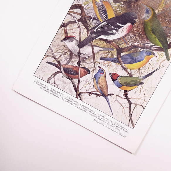 13種類の鳥のイラスト 図版 ヘルダー大百科事典 ヴィンテージペーパー 1956-14 3枚目の画像