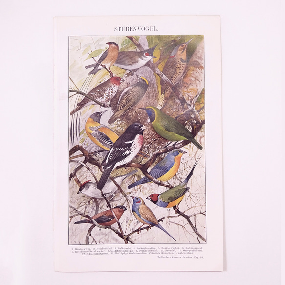 13種類の鳥のイラスト 図版 ヘルダー大百科事典 ヴィンテージペーパー 1956-14 1枚目の画像