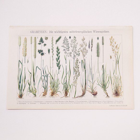 イネ科 中央ヨーロッパの最も重要な牧草地の草 リトグラフ 植物イラスト 図版 ヴィンテージペーパー 1956-28 1枚目の画像
