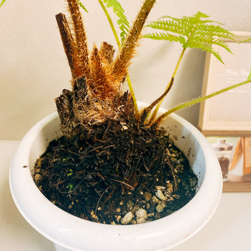 現品］ヒカゲヘゴ 観葉植物 室内 プラスチック鉢 シダ その他