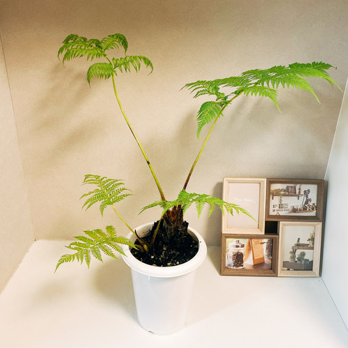 現品］ヒカゲヘゴ 観葉植物 室内 プラスチック鉢 シダ その他