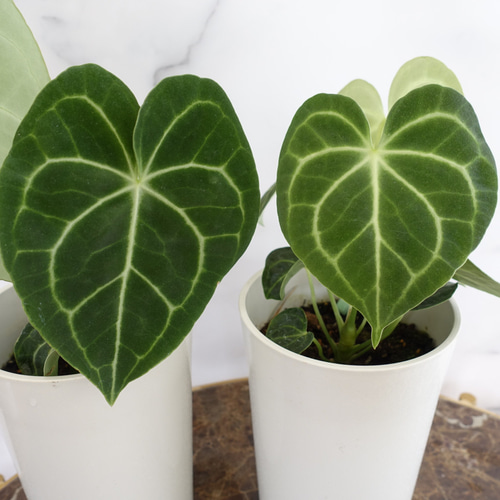 希少品種♡アンスリウム クラリネルビウム 観葉植物 室内 おしゃれ