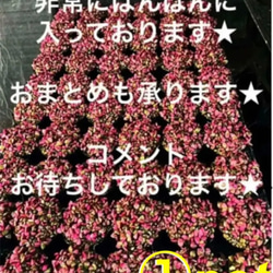⚠️安心の potごと⚠️希少種✳️金のなる木✳️ 黄金花月（カゲツ