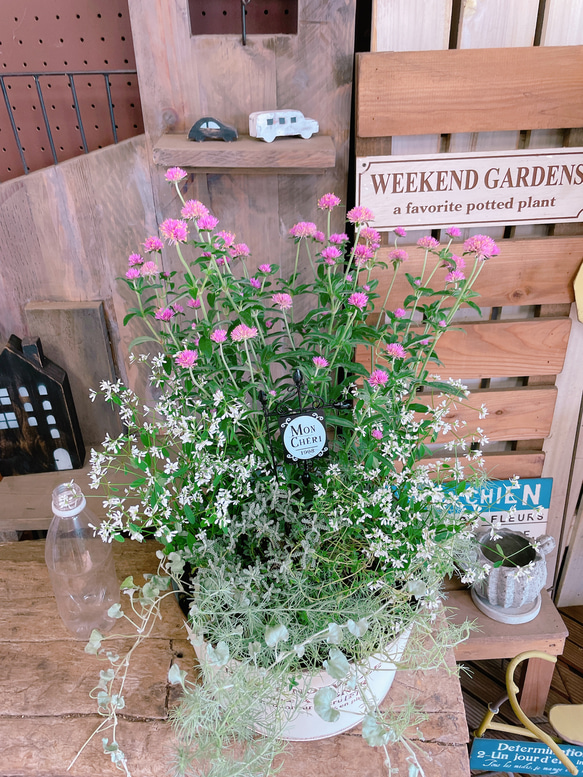 ★多肉植物　寄せ植え〜ブリキピック寄せ　白　〜そのまま飾れます(*≧∀≦*)★ ♡そのまま飾れる♡ブリキカップ♬可愛い多肉植物寄せ植え