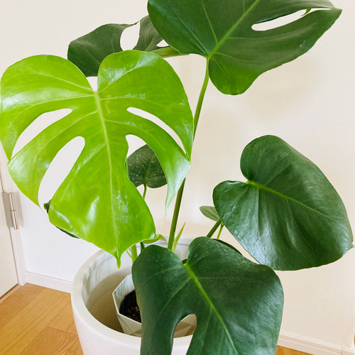 モンステラ 2株まとめてセット ☆観葉植物☆ アートフラワー njt1 通販