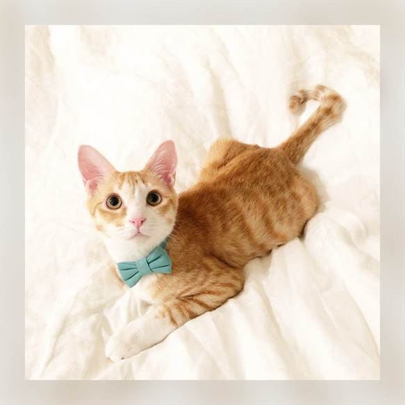 猫 犬 首輪 シンプル リボン スカイブルー コットン100% セーフティバックル プレゼントにおすすめ♫ 6枚目の画像