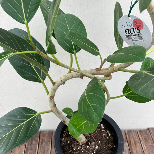ゴムの木の仲間「フィカス ベンガレンシス」＊観葉植物 アートフラワー