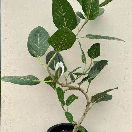 ゴムの木の仲間「フィカス ベンガレンシス」＊観葉植物 アートフラワー
