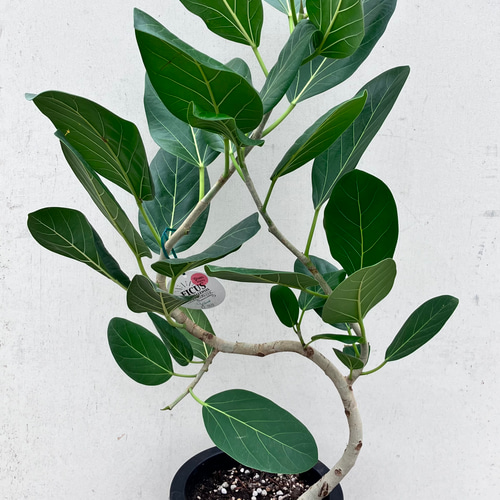 ゴムの木の仲間「フィカス ベンガレンシス」＊観葉植物 アート