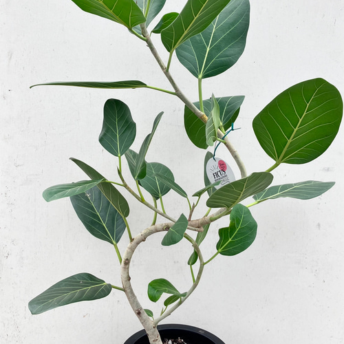 ゴムの木の仲間「フィカス ベンガレンシス」＊観葉植物 アート
